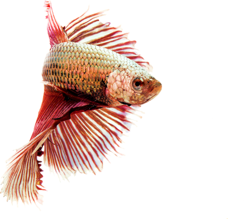Fighting Fish Raymond Terrace Royal Canin on special