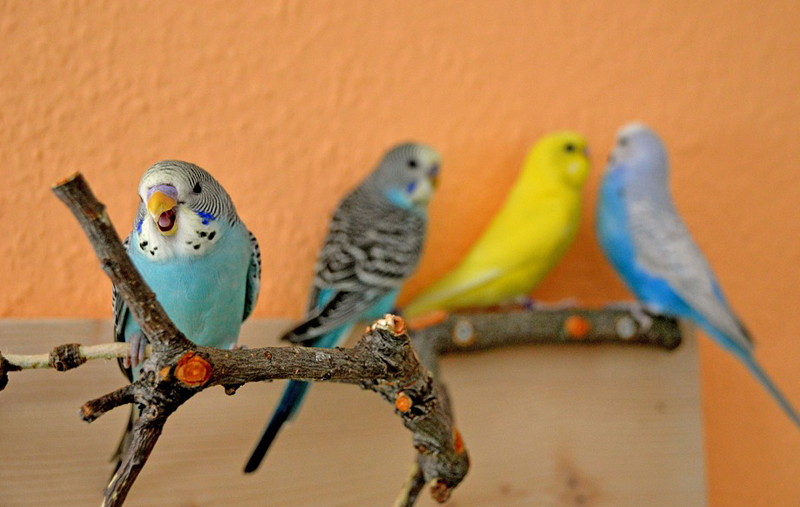 Budgies for sale in-store