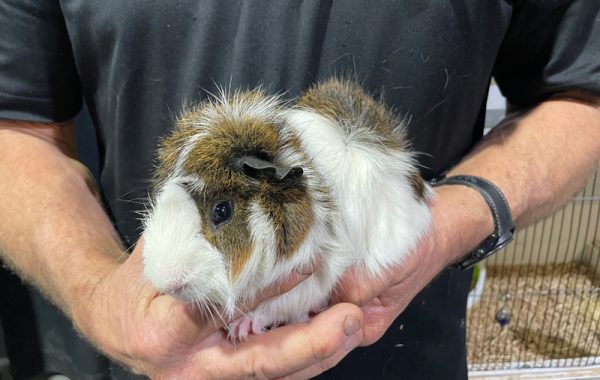 Small Animal Products - Pets R Us Raymond Terrace