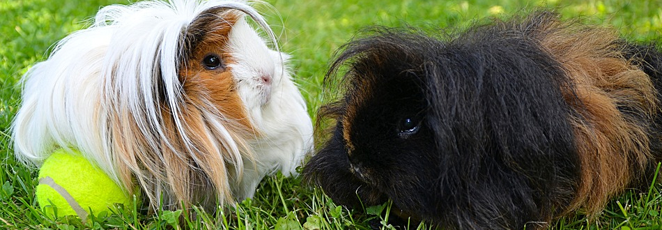Guinea pig products