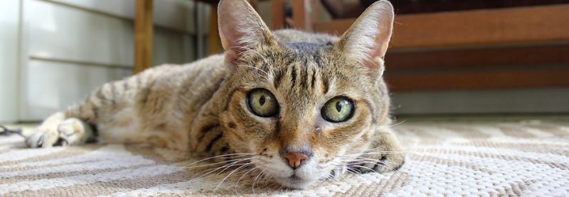 Cat Products - Pets R Us Raymond Terrace